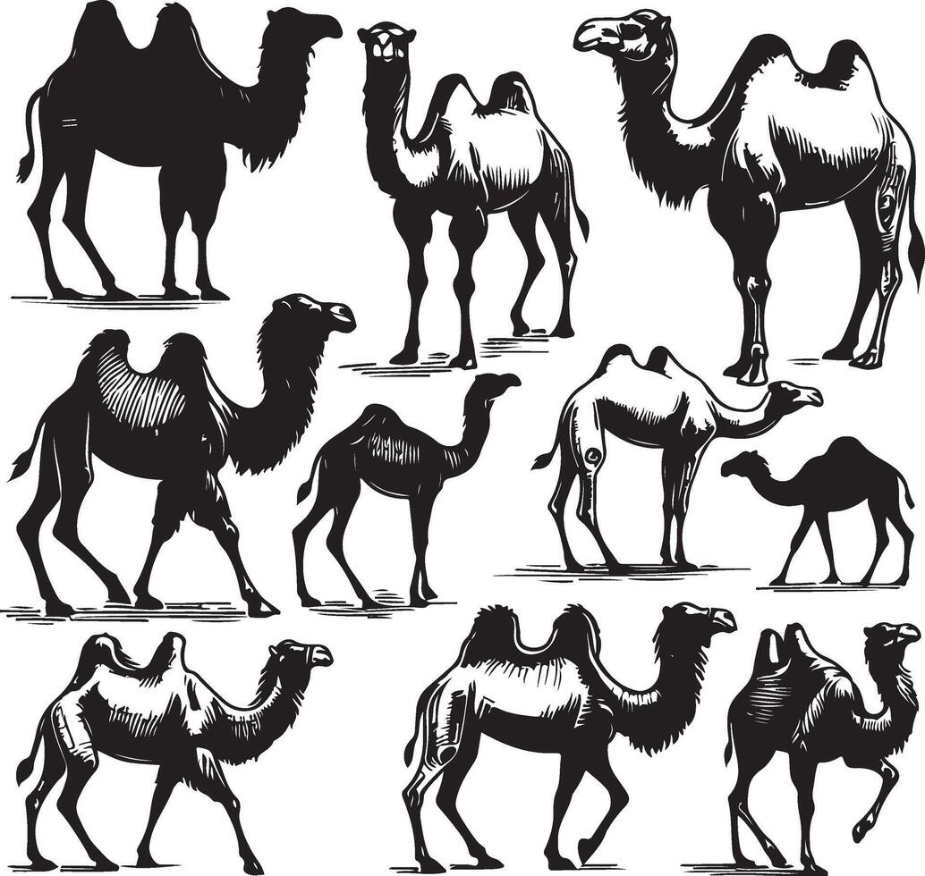 camel bundle illustration vector