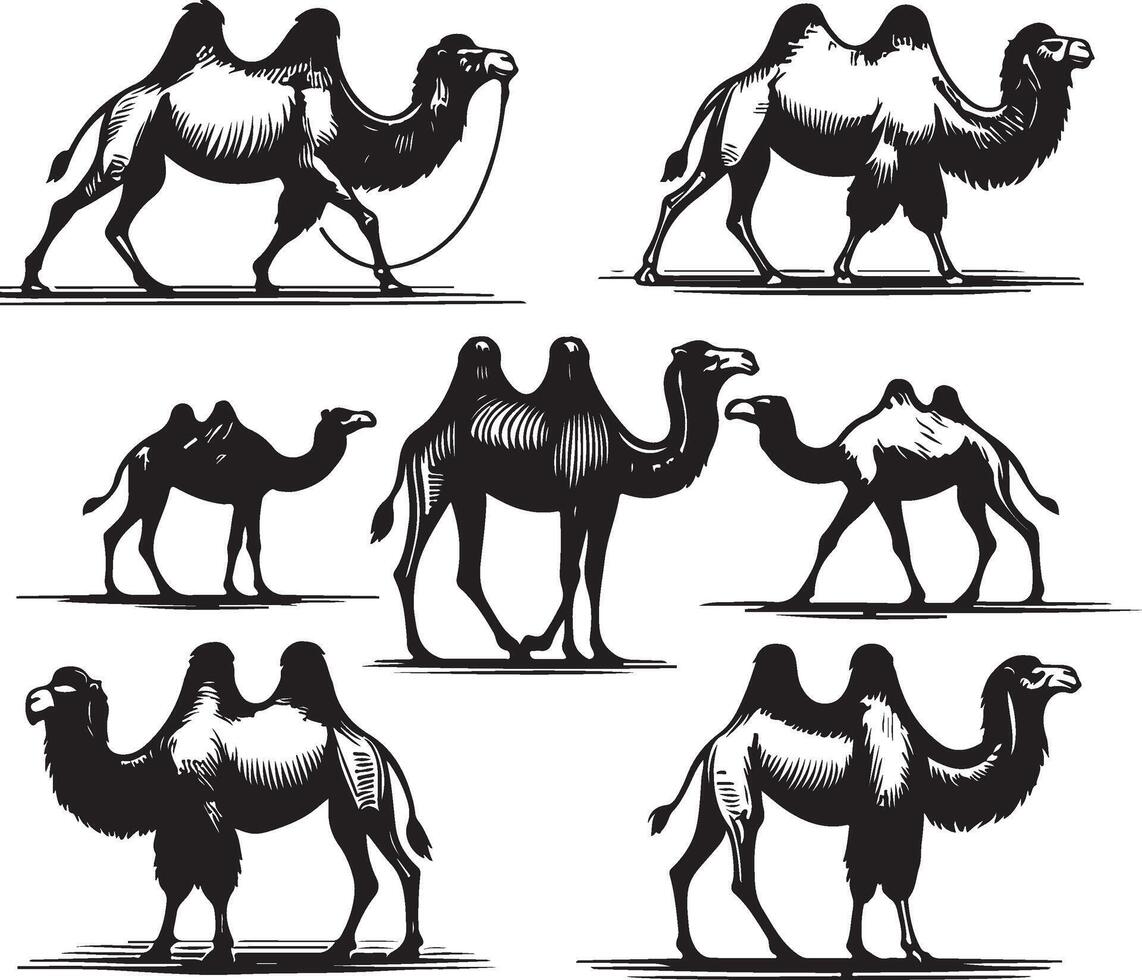 camel bundle illustration vector