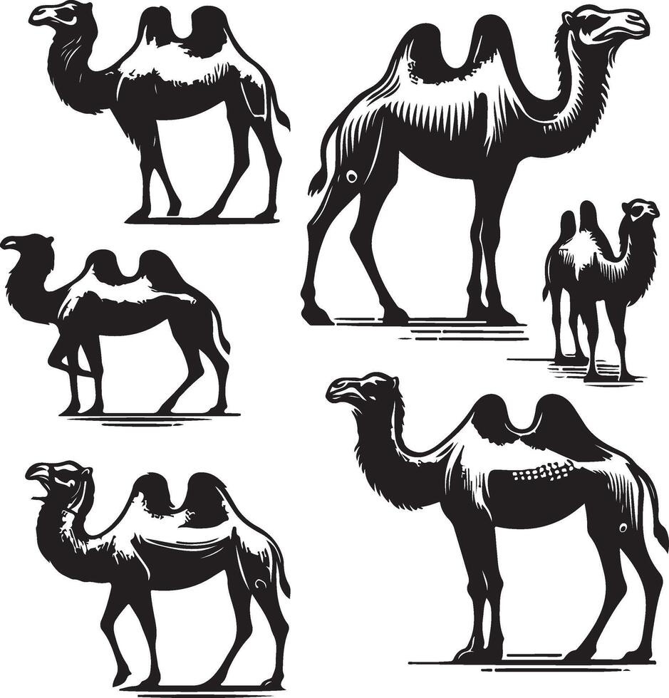 camel bundle illustration vector