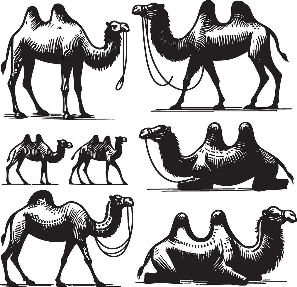 camel bundle illustration vector