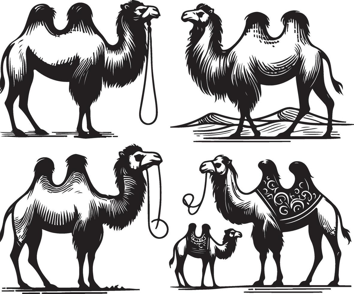 camel bundle illustration vector