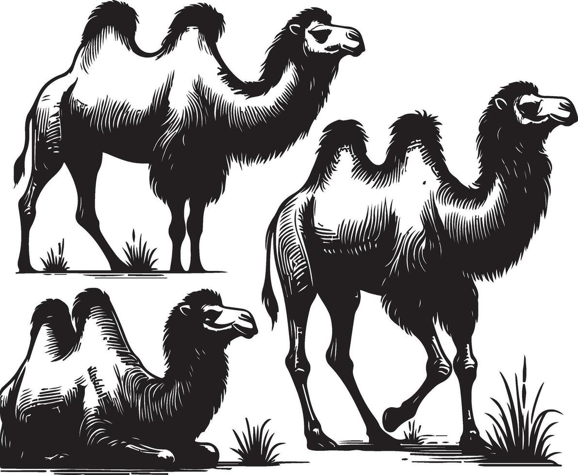 camel bundle illustration vector