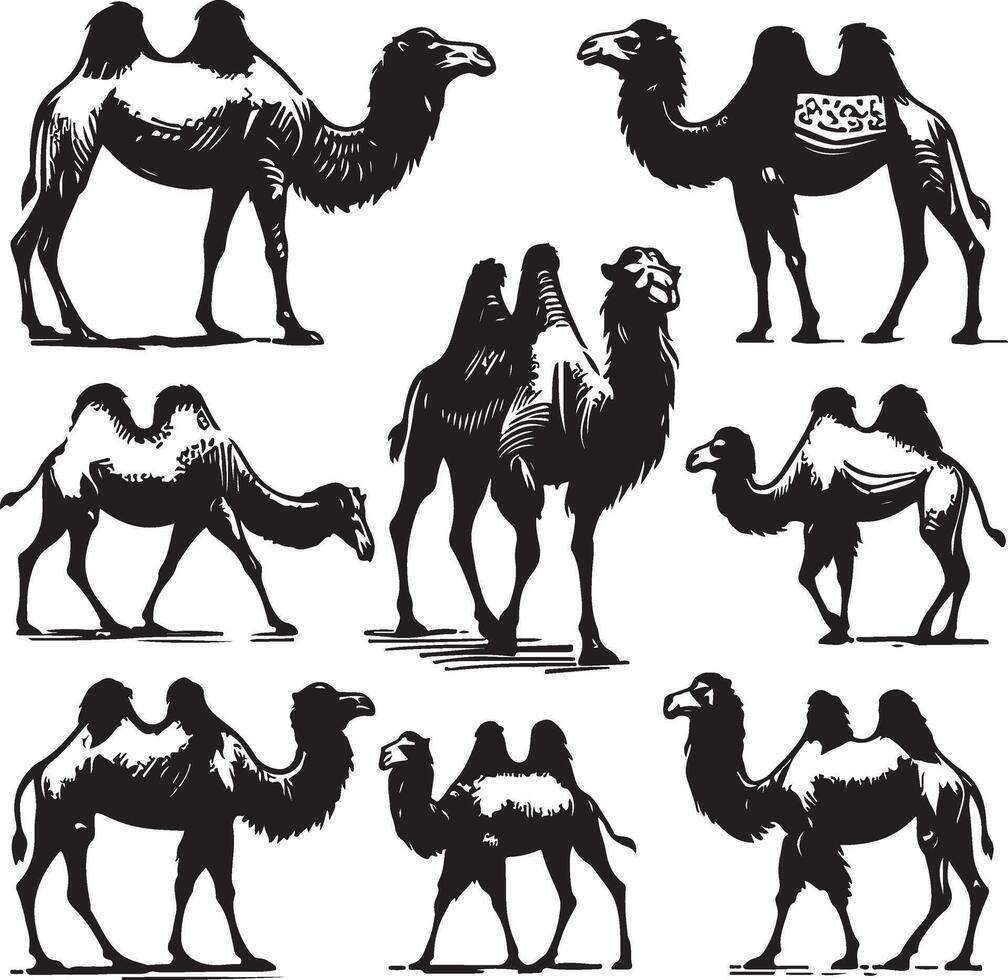 camel bundle illustration vector
