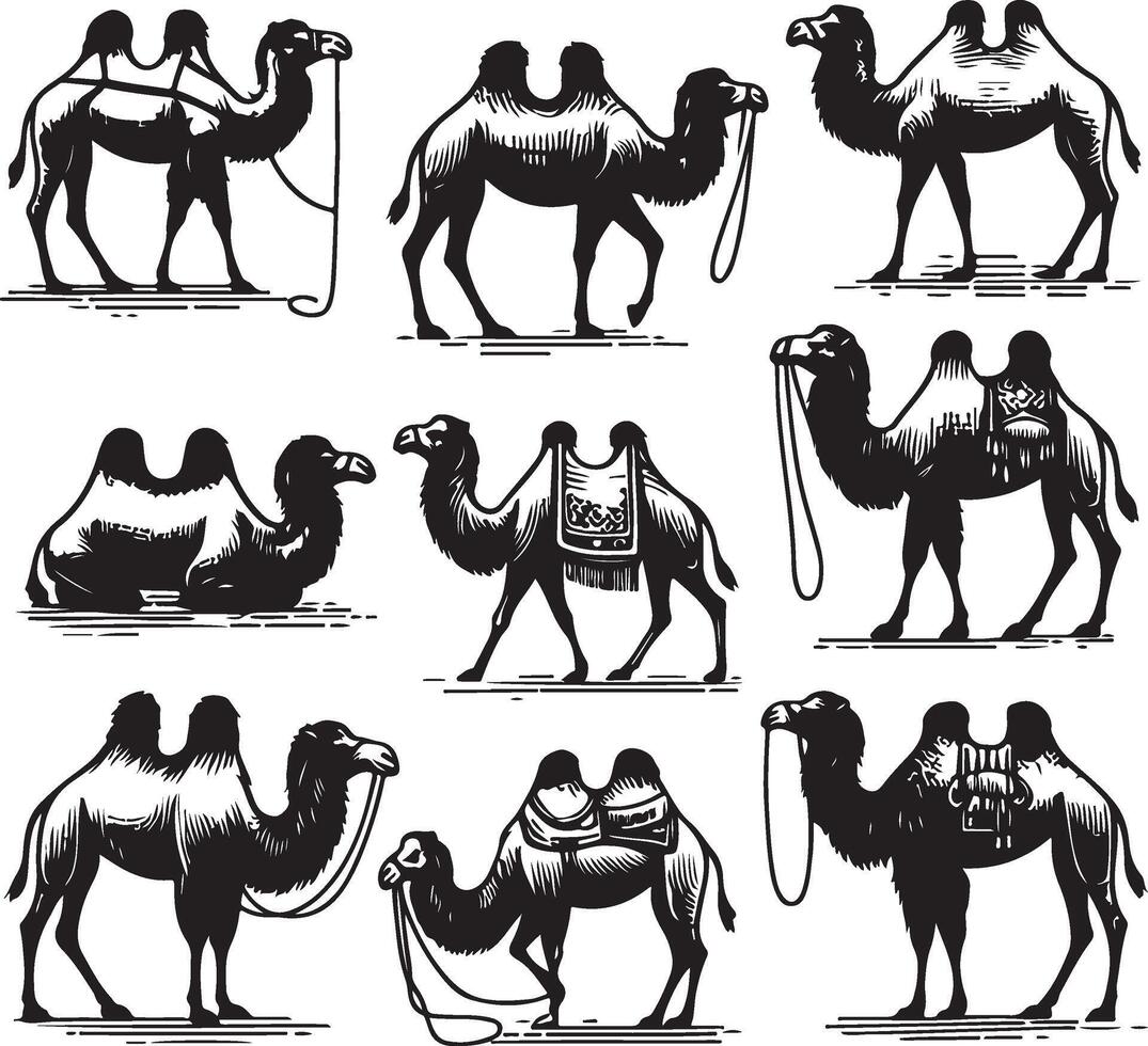 camel bundle illustration vector