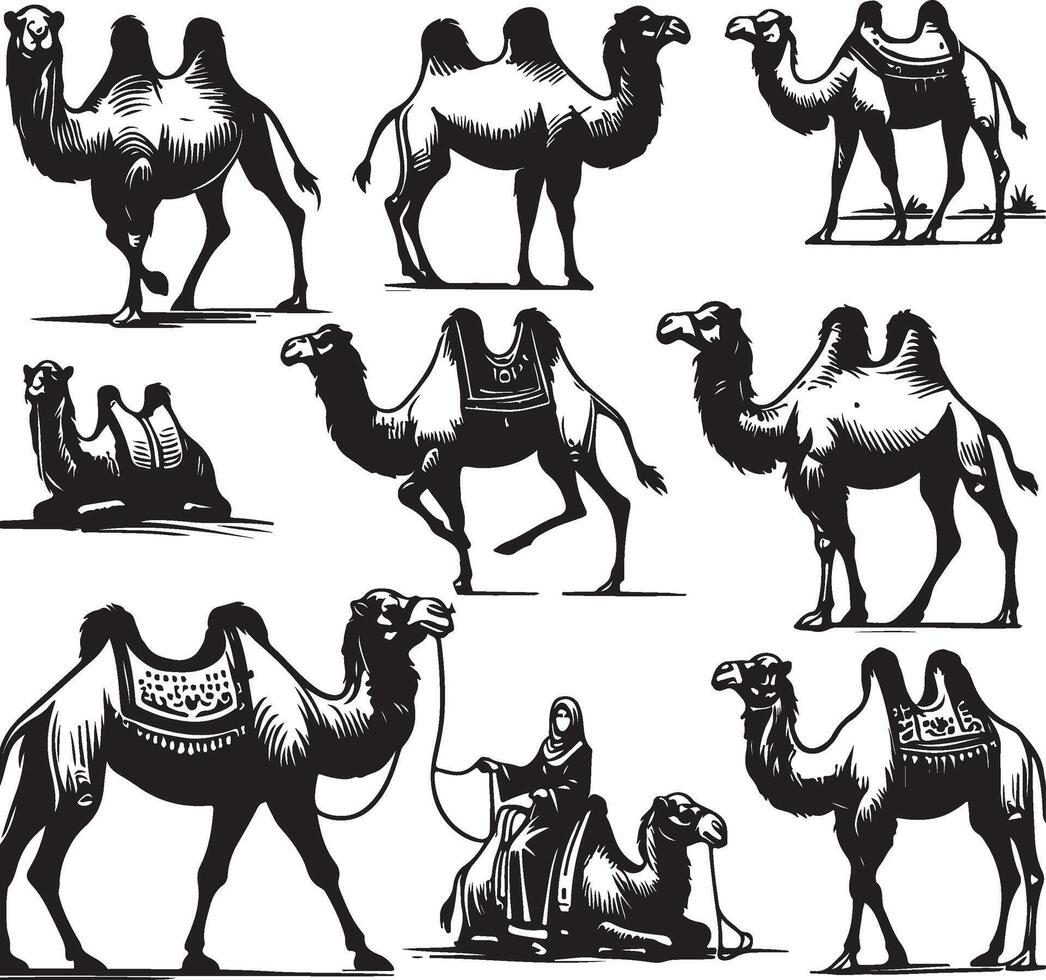 camel bundle illustration vector