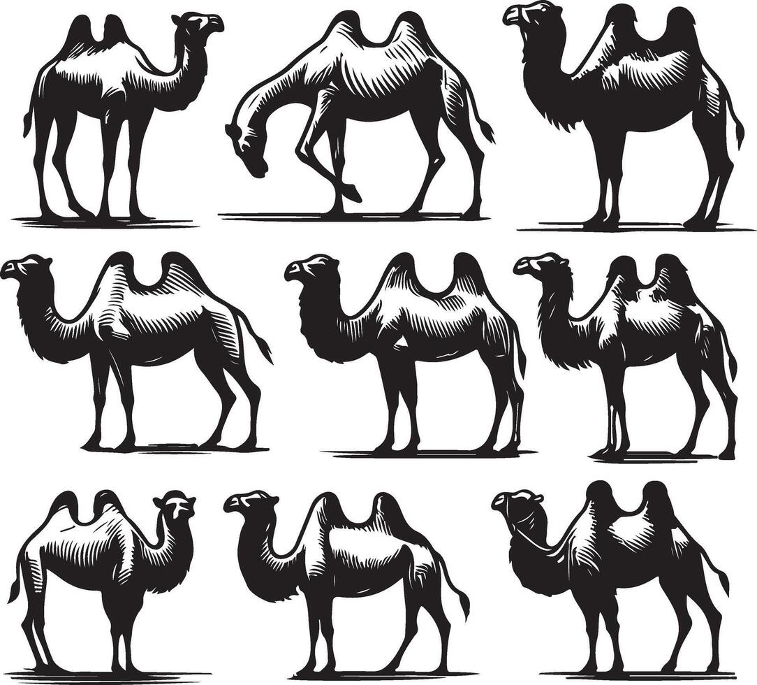 camel bundle illustration vector