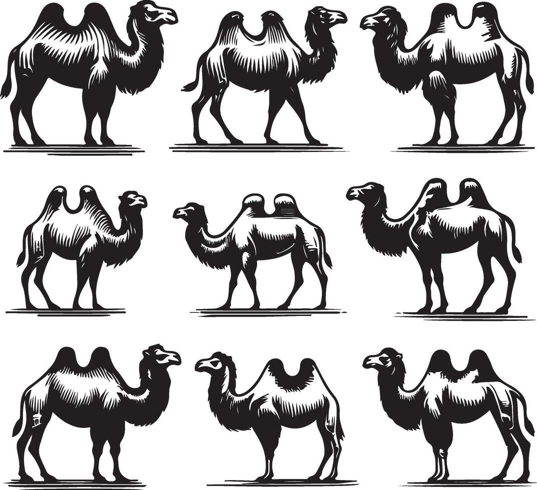 camel bundle illustration vector