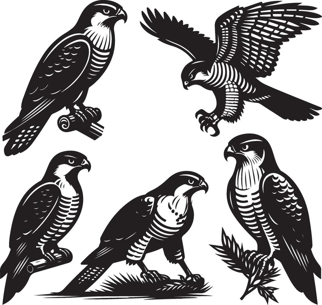goshawk bandle illustration vector