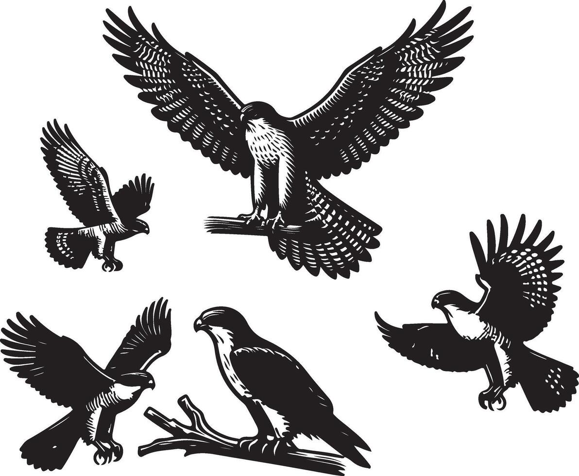 goshawk bandle illustration vector