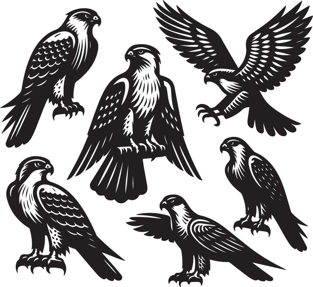 goshawk bandle illustration vector