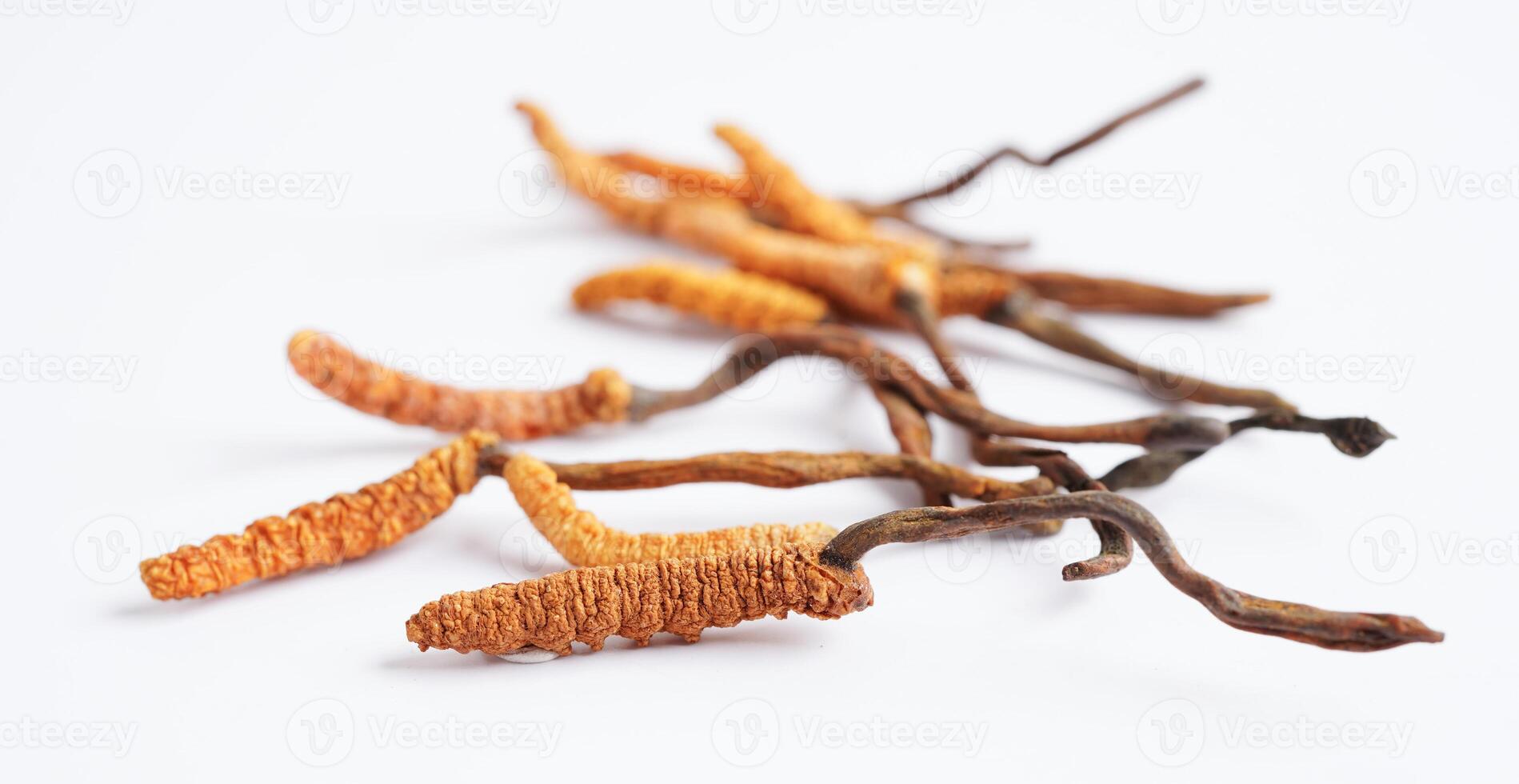 Cordyceps sinensis or Ophiocordyceps sinensis isolated on white background, mushroom herb treatment medicine. photo