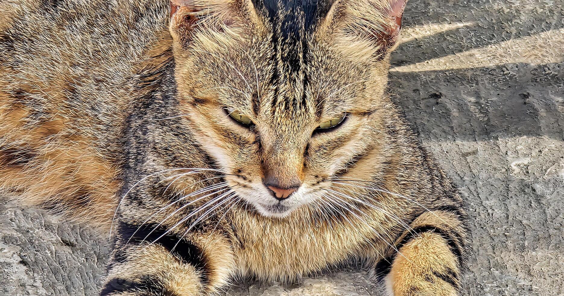 Stray cat beautiful cute street cat with fluffy fur, a stray cat in the street living wild without any ownership photo