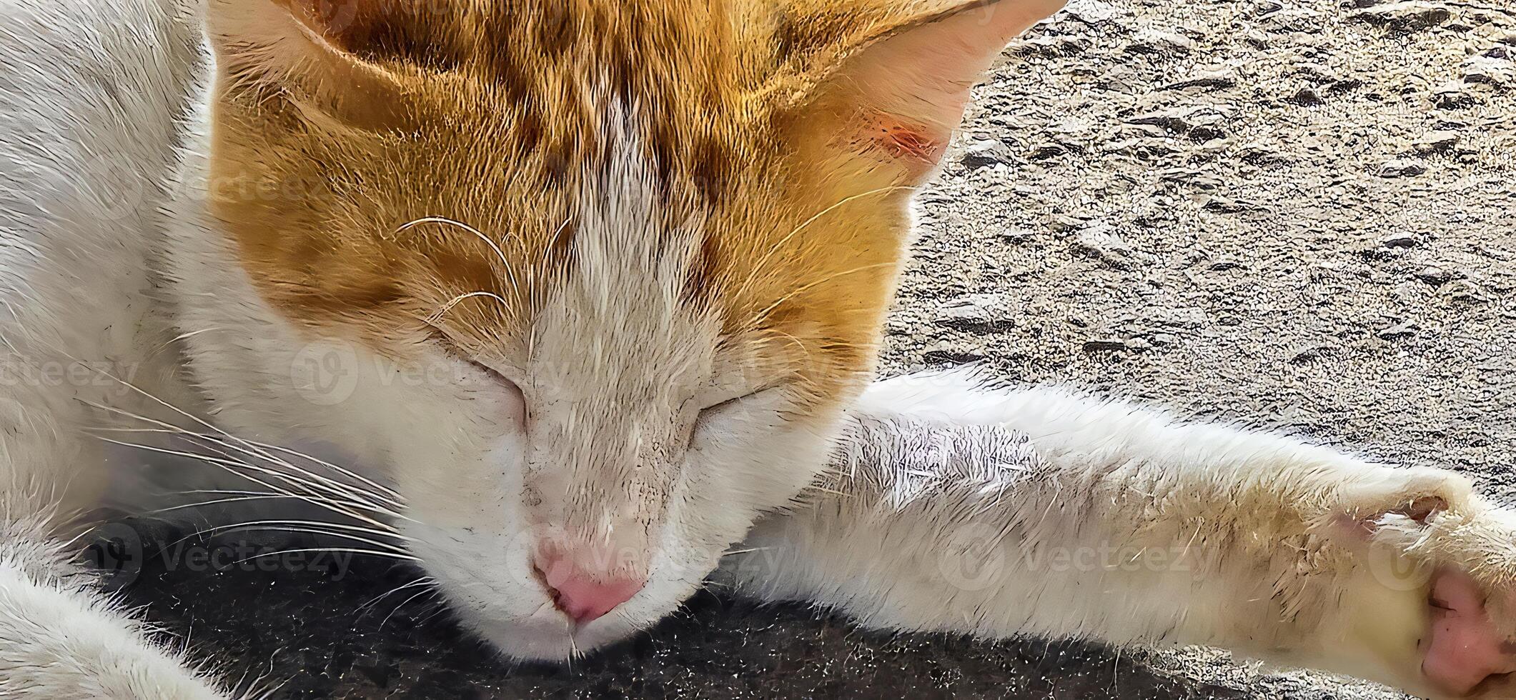 Stray cat beautiful cute street cat with fluffy fur, a stray cat in the street living wild without any ownership photo