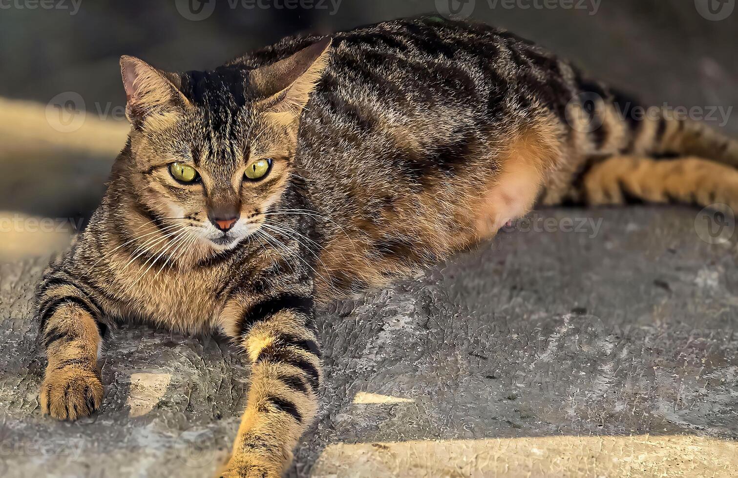 Stray cat beautiful cute street cat with fluffy fur, a stray cat in the street living wild without any ownership photo
