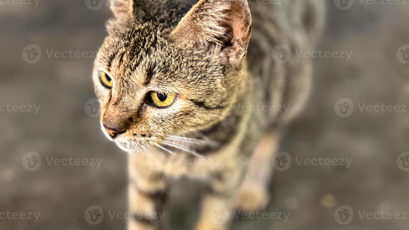 Stray cat beautiful cute street cat with fluffy fur, a stray cat in the street living wild without any ownership photo