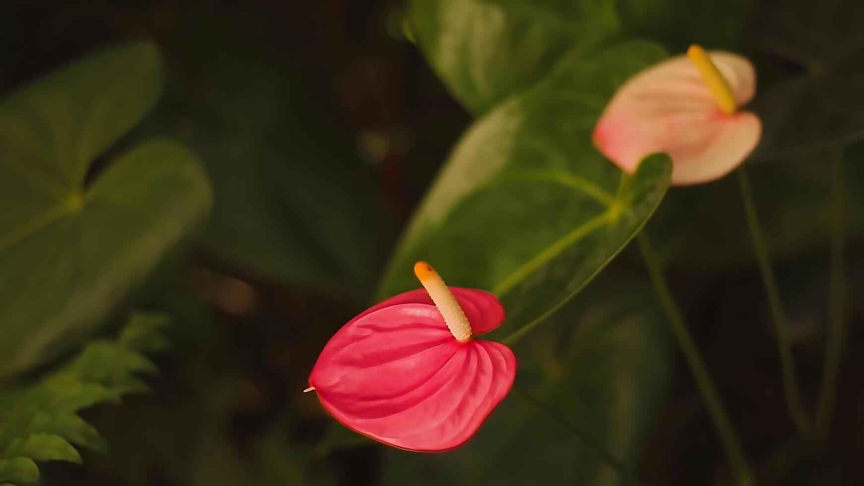 Pink Anthurium andraeanum photo