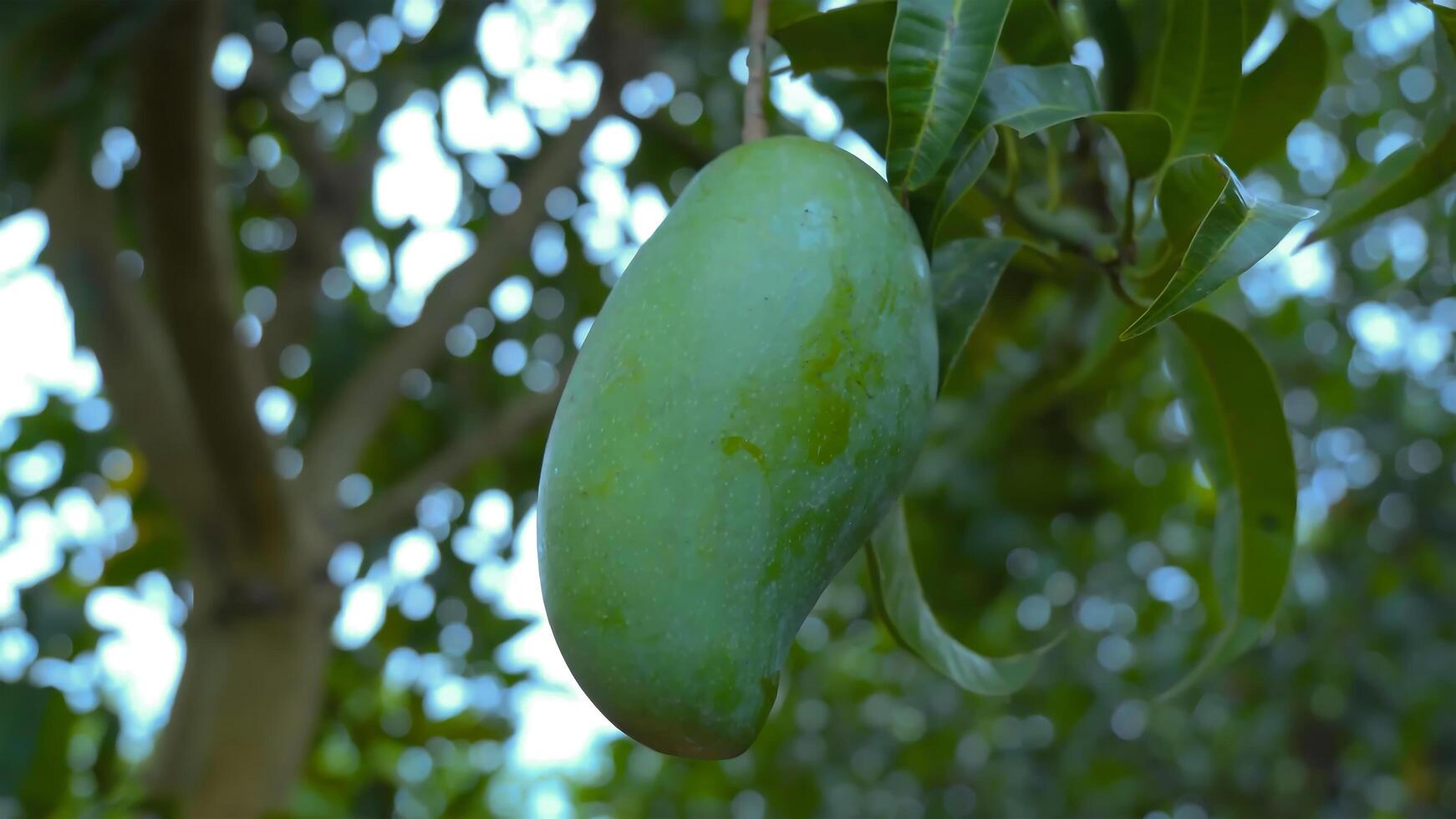 A mango hanging on the tree photo