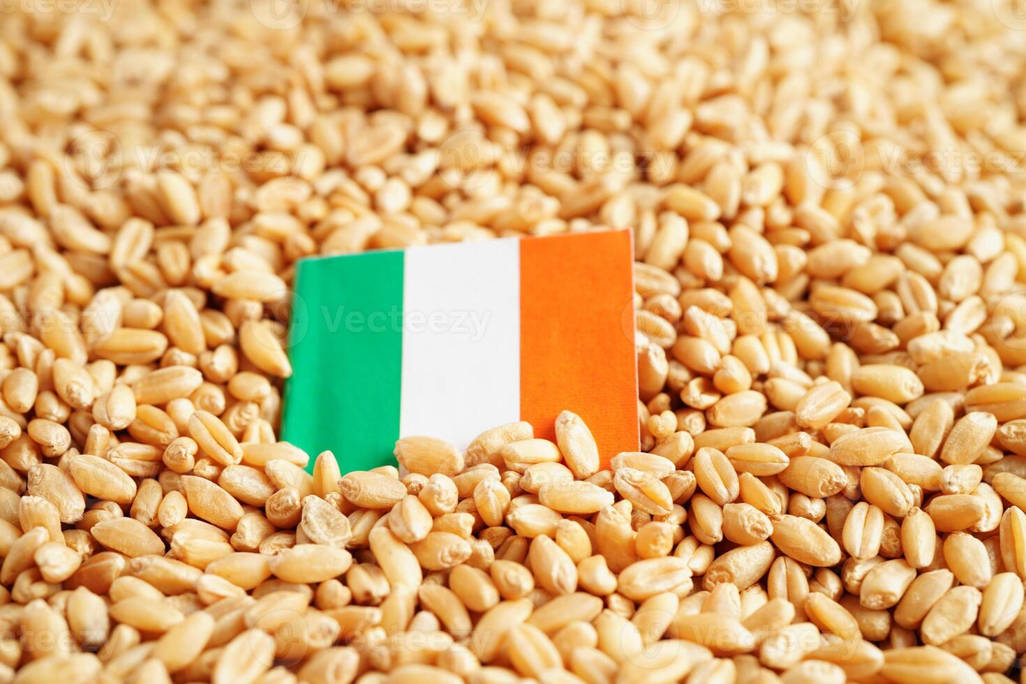 Ireland flag on grain wheat, trade export and economy concept. photo