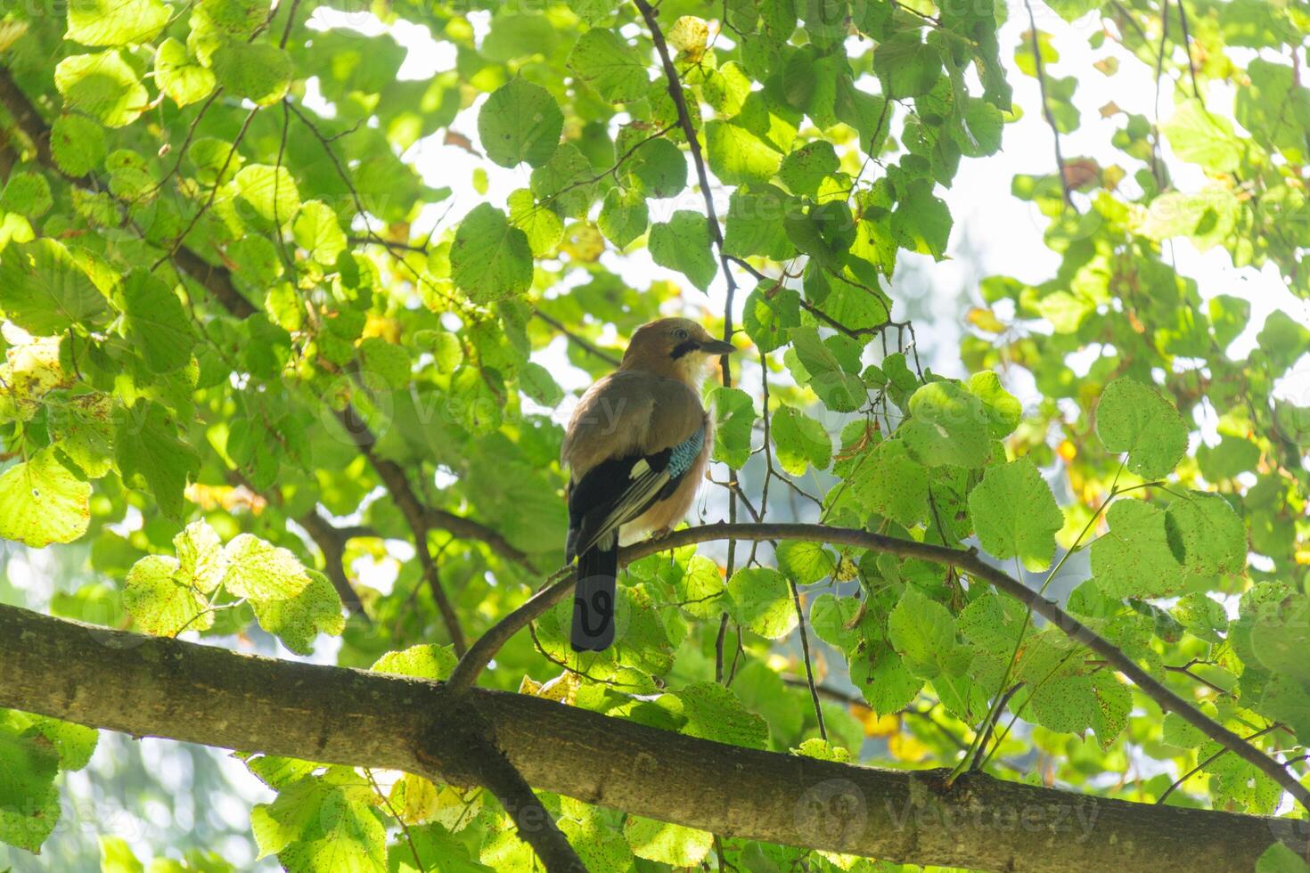 Small bird is sitting on the branch of the tree in the forest or in the park photo
