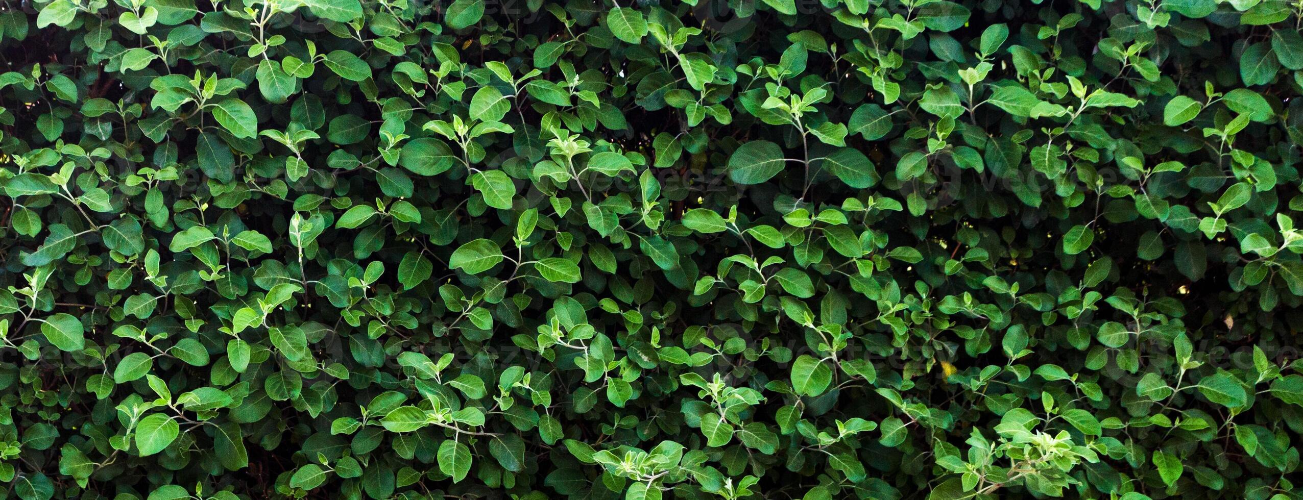 Green leaf texture. Leaf texture background on sunny day photo