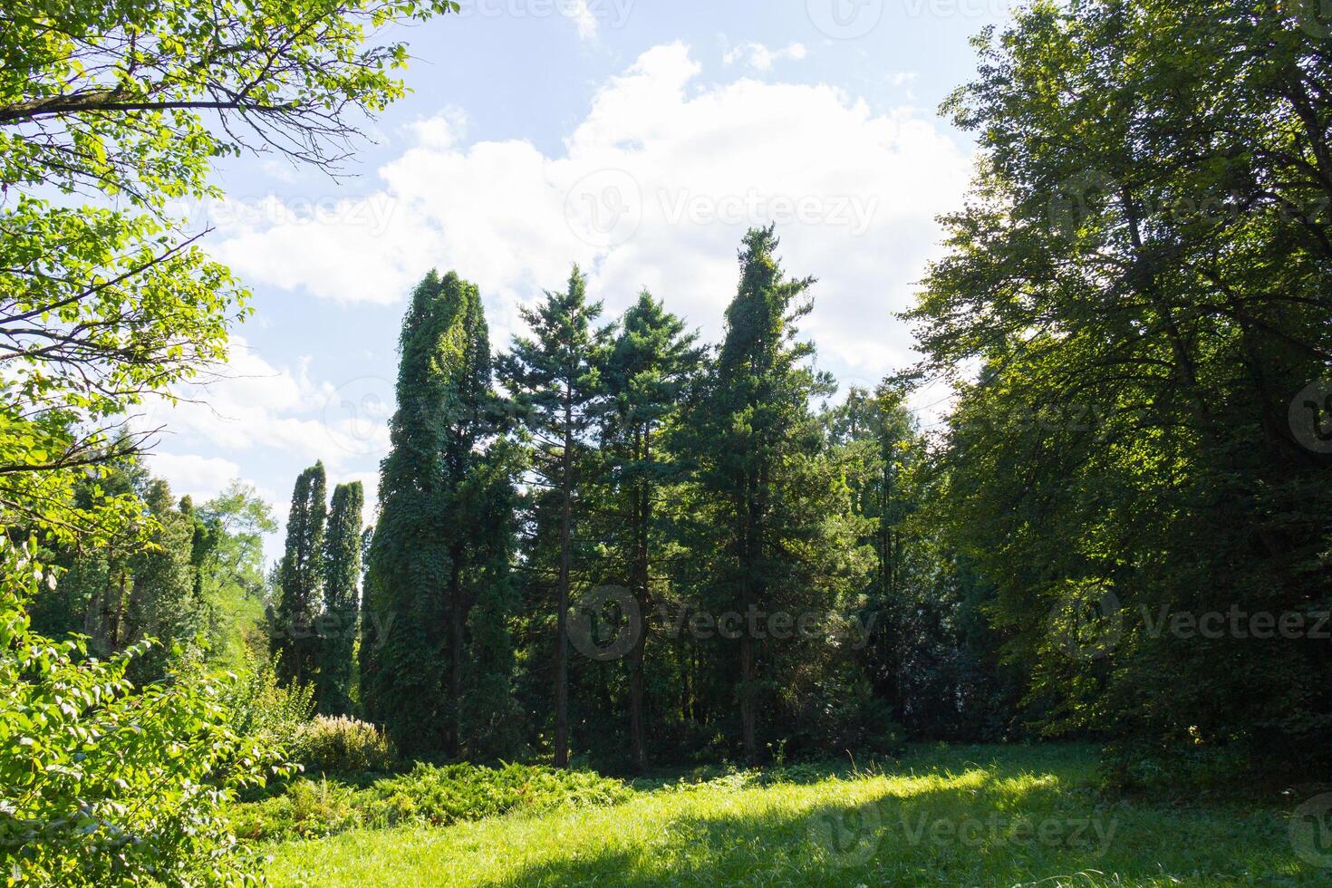 A lot of trees and bushes in the sunlight in the forest photo