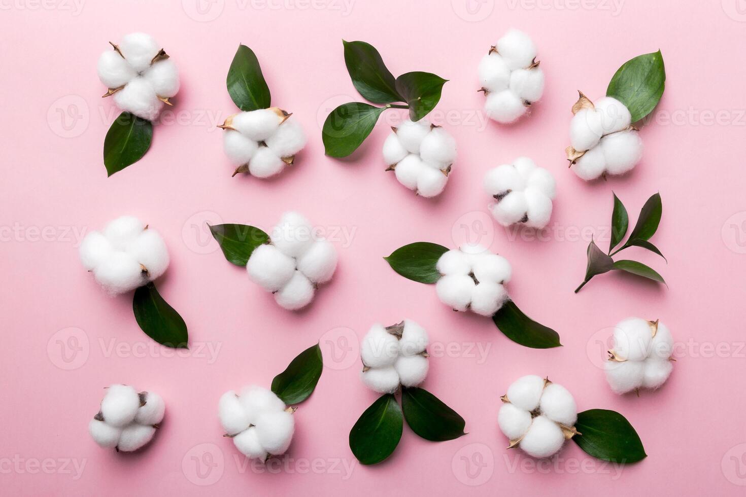 Autumn Floral Flat lay background composition. Dried white fluffy cotton flower branchwith green leaf top view on colored table with copy space photo