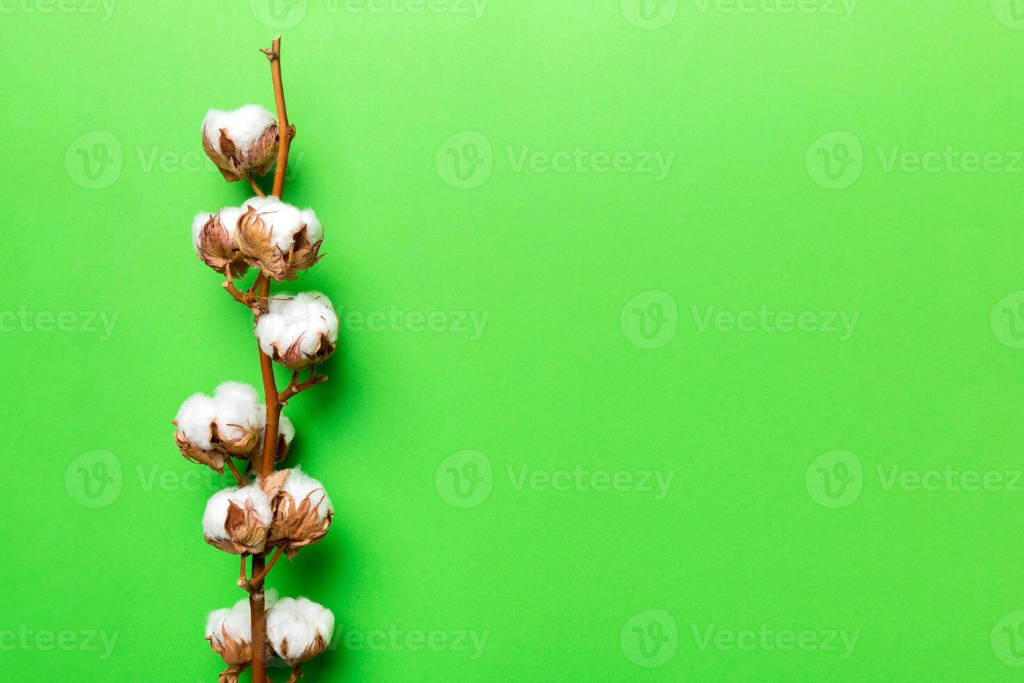 Autumn Floral composition. Dried white fluffy cotton flower branch top view on colored table with copy space photo