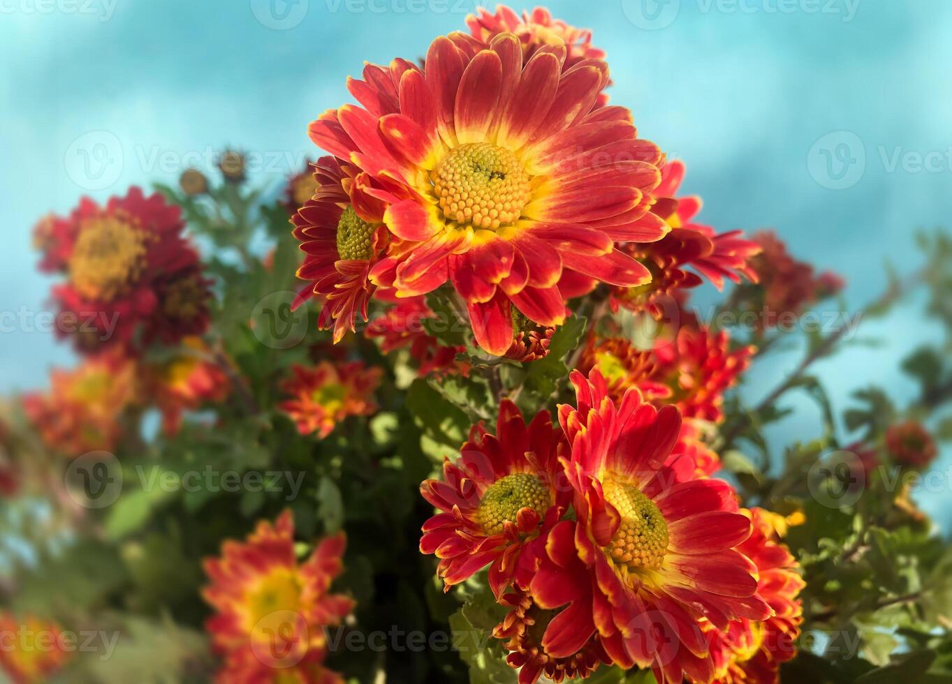 Romantic bouquet of autumn flowers and rustic garden plants. photo
