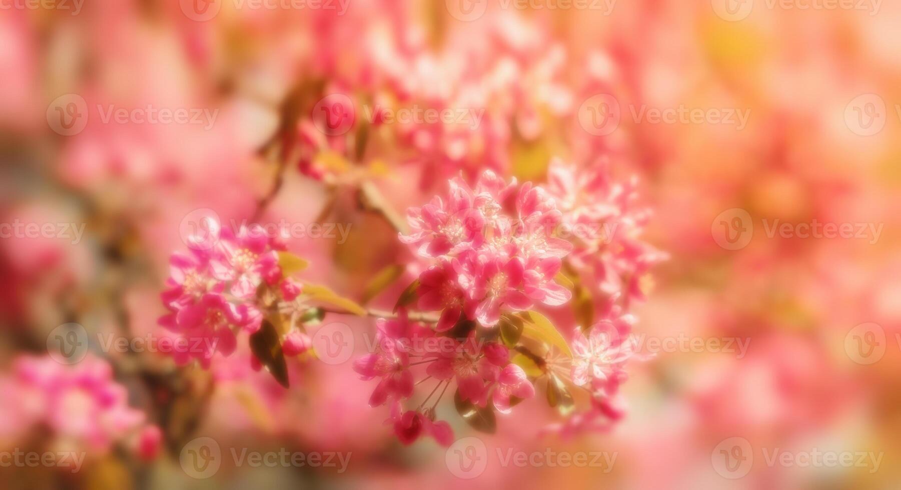 Soft focus image of pink apple flowers in sun light. photo