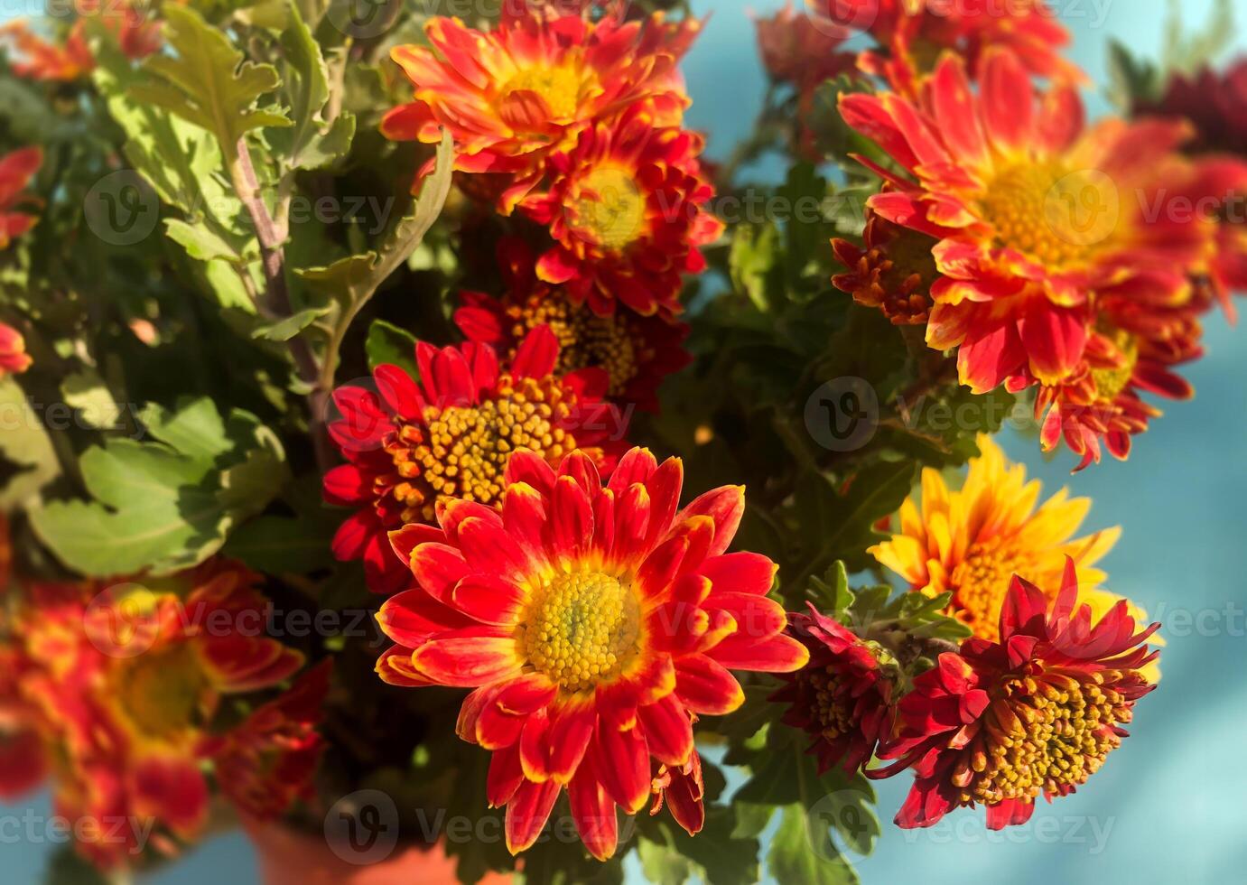 Romantic bouquet of autumn flowers and rustic garden plants. photo