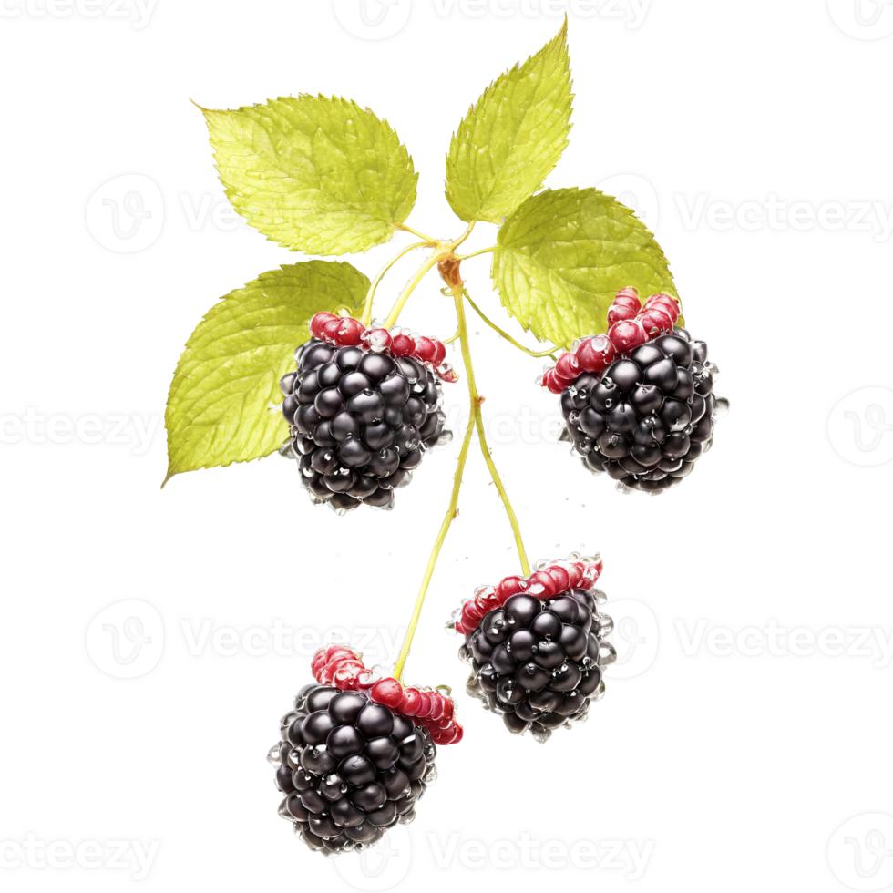 Ripe black raspberries gleaming delicate petals flying water droplets suspended Rubus occidentalis Food and Culinary png