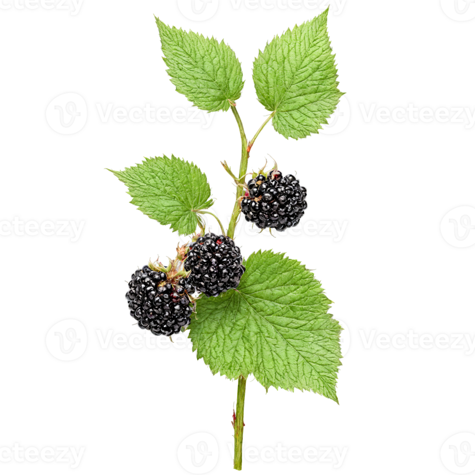 Blackberry Bush thorny stems and clusters of plump black berries Rubus fruticosus Final image png