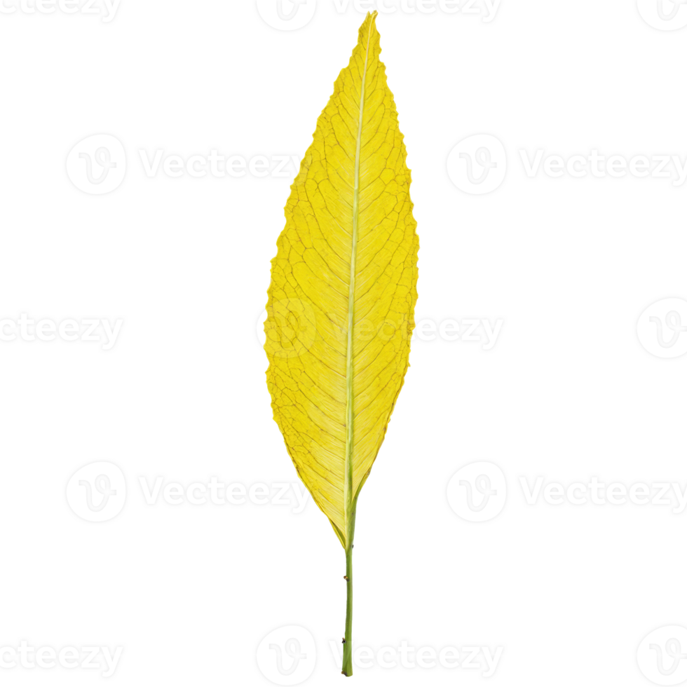 Poplar Leaf large yellow leaf with a triangular shape and wavy edges fluttering gently Populus png