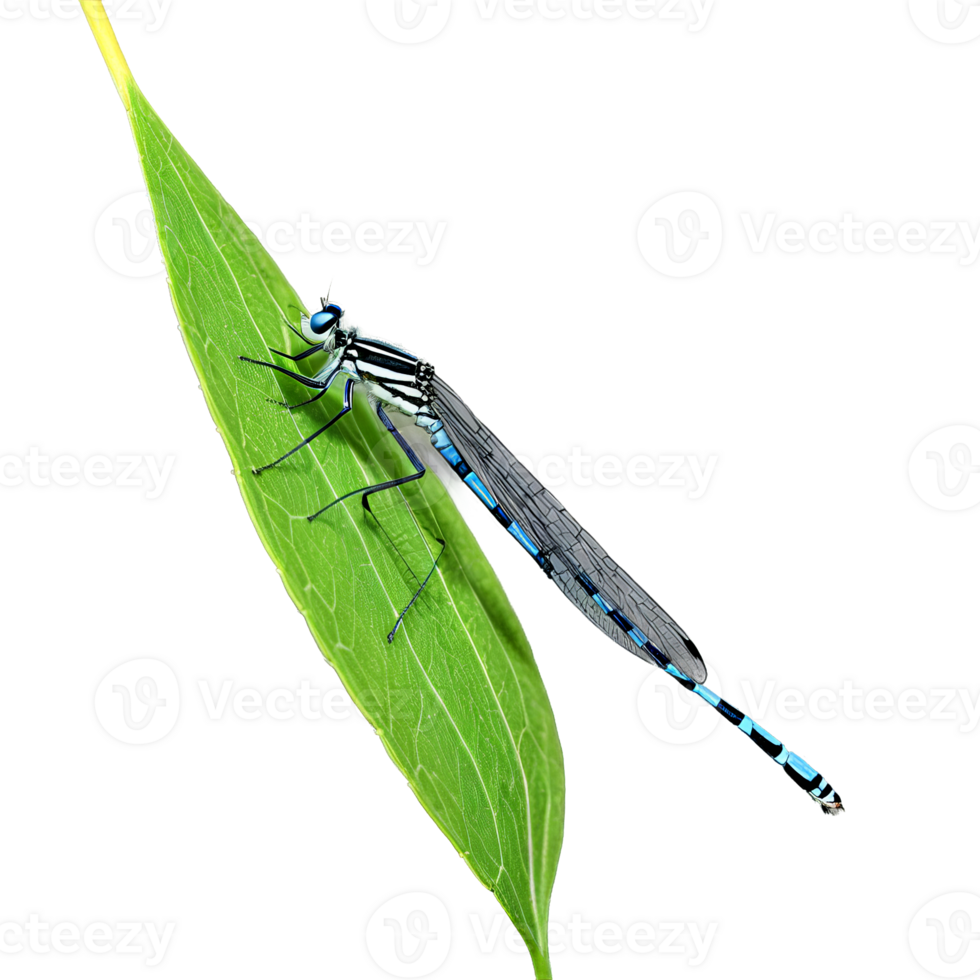 White legged damselfly Platycnemis pennipes white and black striped body clear wings with white veins png