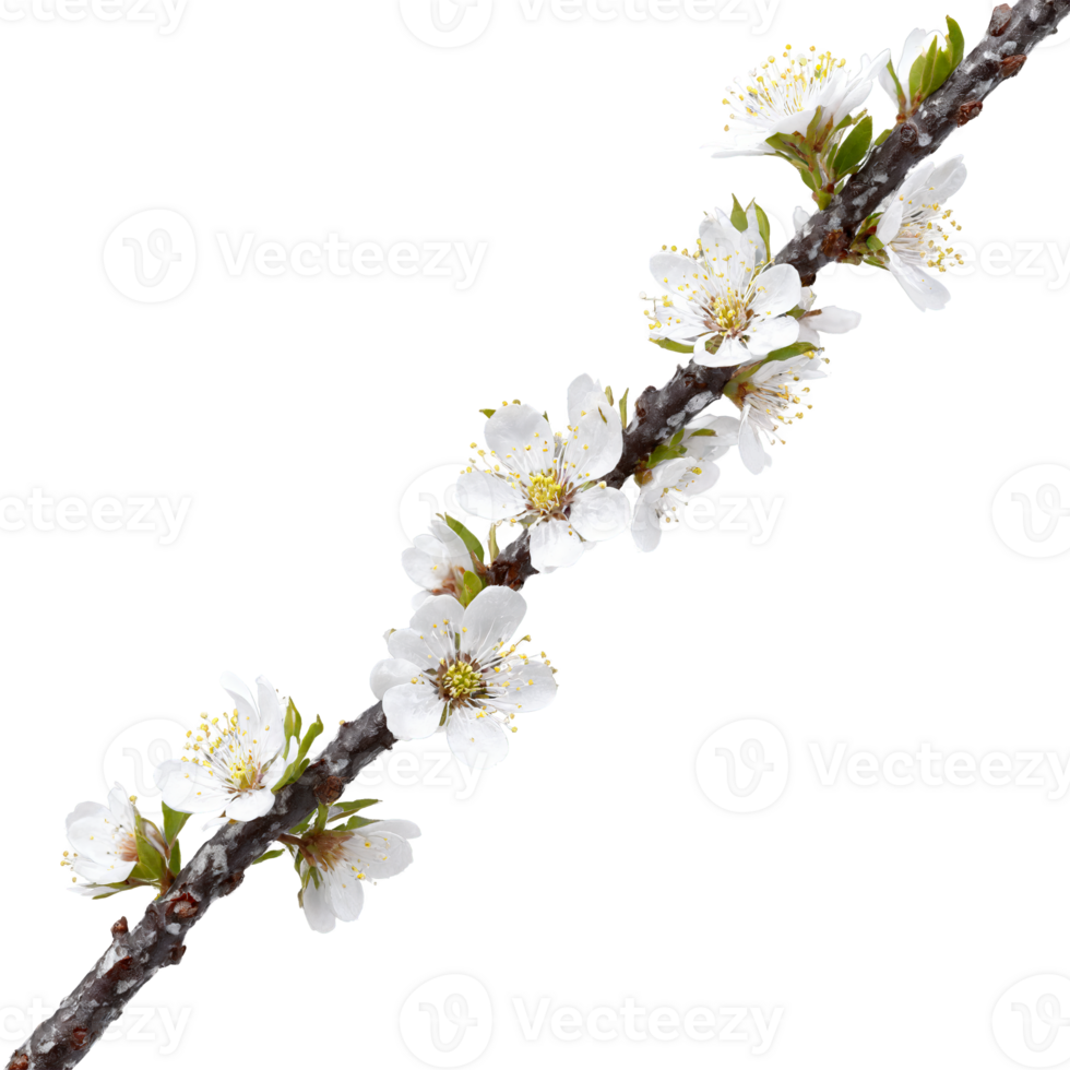 Blackthorn Tree spiny shrub with dark fissured bark and small white flowers Prunus spinosa Final png