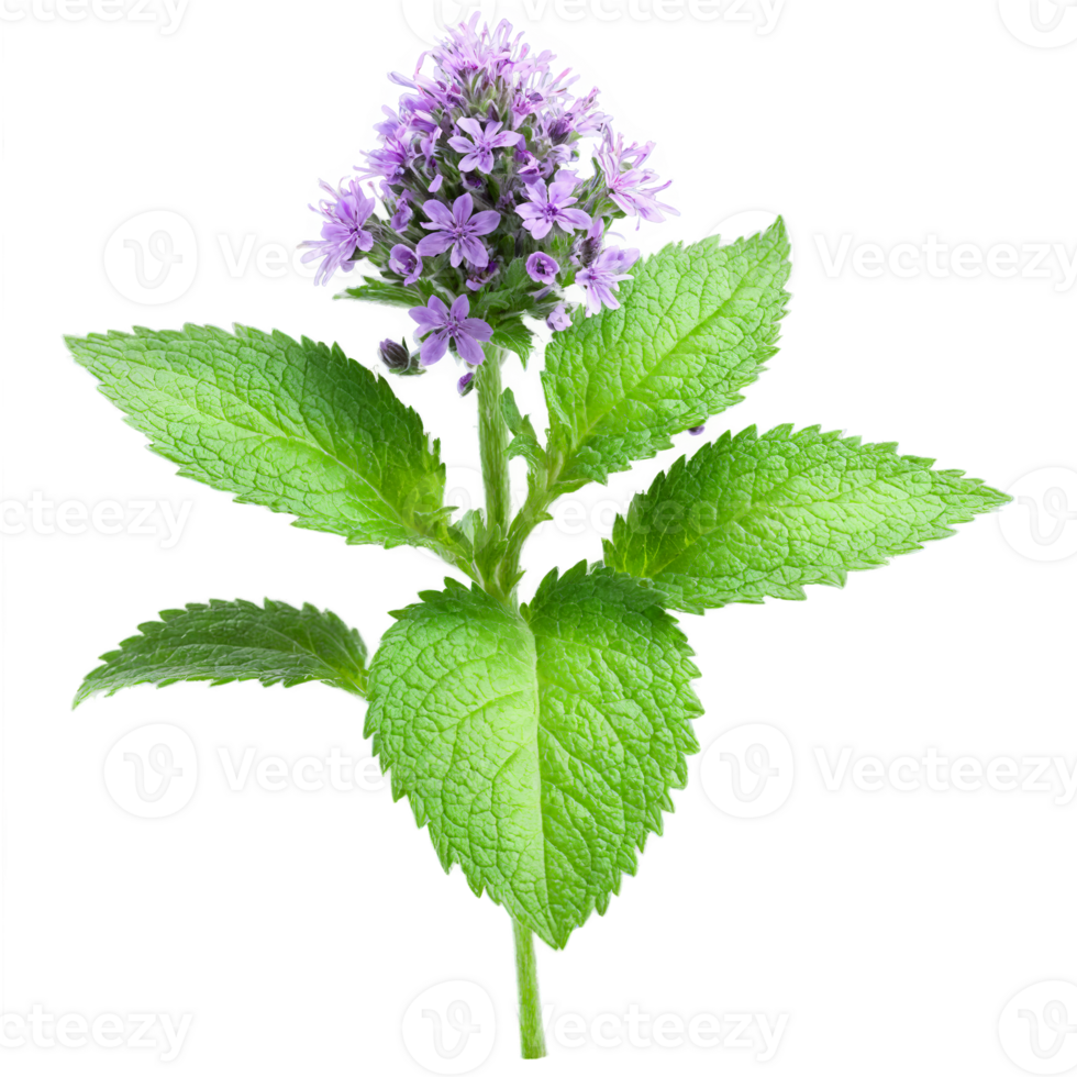 Peppermint Plant aromatic green leaves with purple stems and spikes of small purple flowers Mentha png