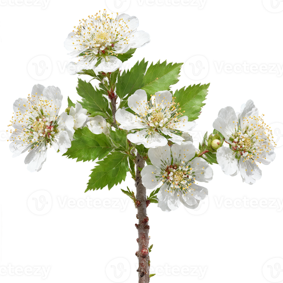 Hawthorn Tree small tree with thorny branches and clusters of white fragrant flowers Crataegus monogyna png