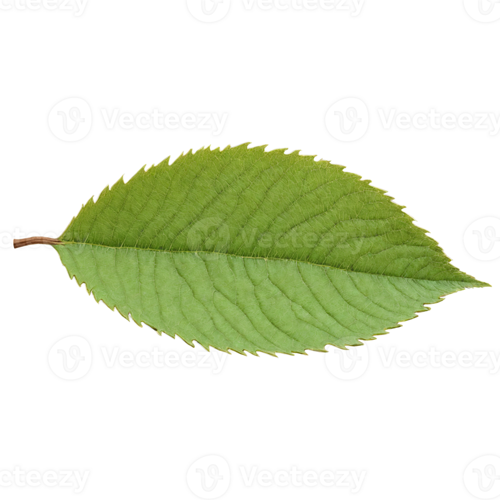 Walnut Leaf compound brown leaf with narrow leaflets and a slightly leathery texture Juglans regia png