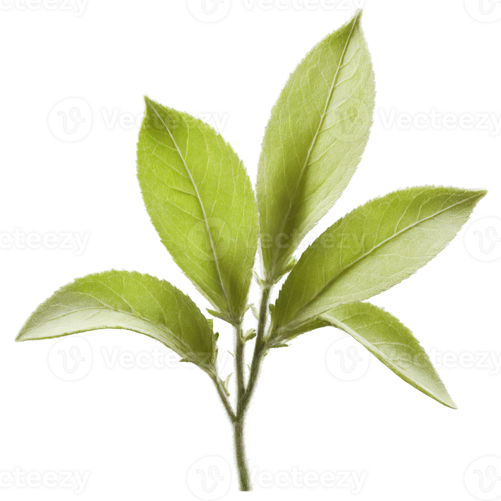 Sage leaves fluttering in a breeze with glowing particles trailing behind Salvia officinalis Food png