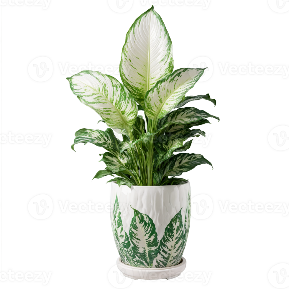 Dieffenbachia Dumb Cane broad green and white patterned leaves fanning out from a tipped ceramic png