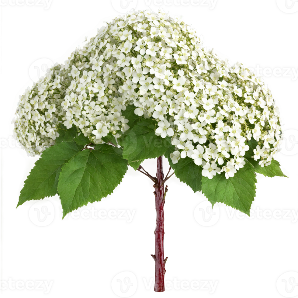 Guelder Rose Tree shrub with lobed leaves and clusters of white flowers and red berries png