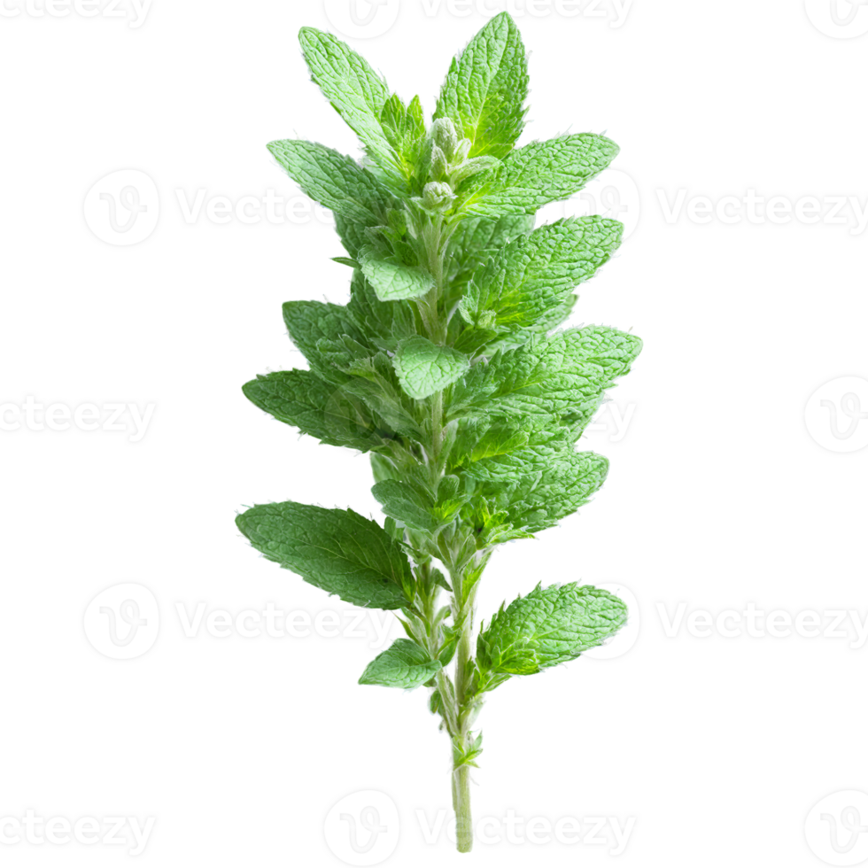 menta planta aromático verde hojas y Picos de pequeño púrpura flores mentha spicata png