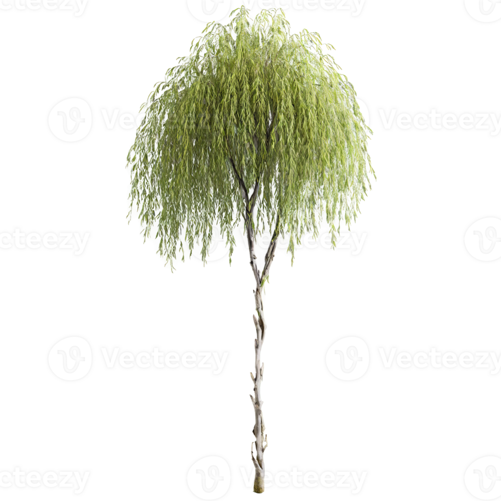 Willow Tree tree with long slender branches and narrow lance shaped leaves that sway png