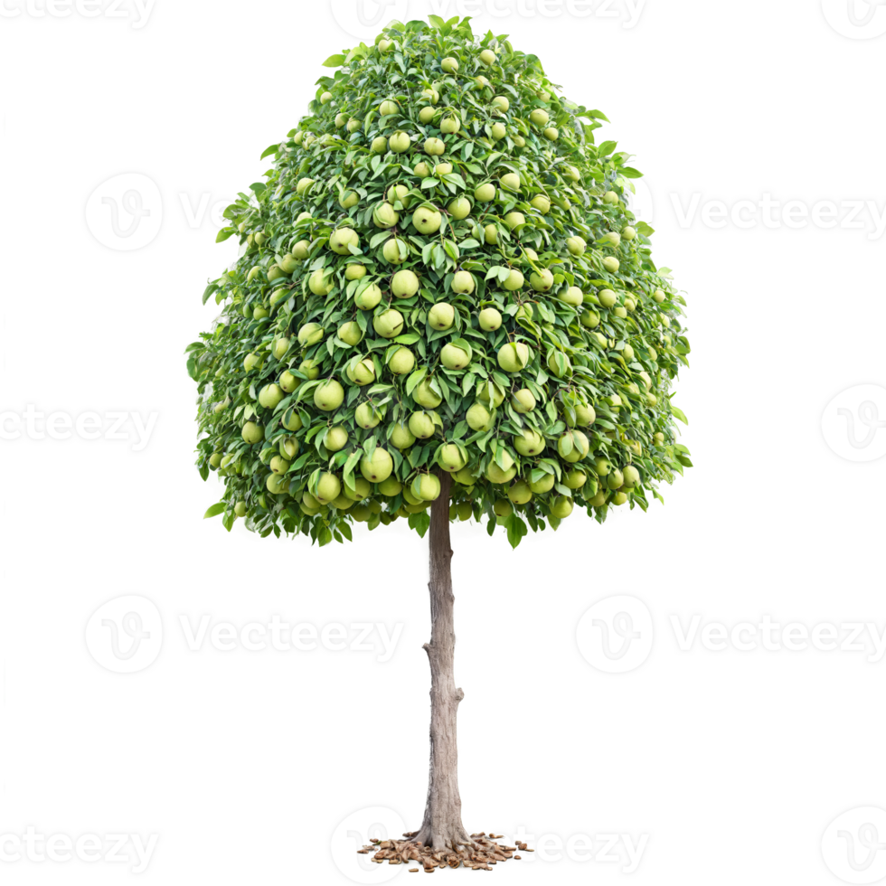 Walnut Tree large pinnate leaves and round green fruits Juglans regia Final image should png