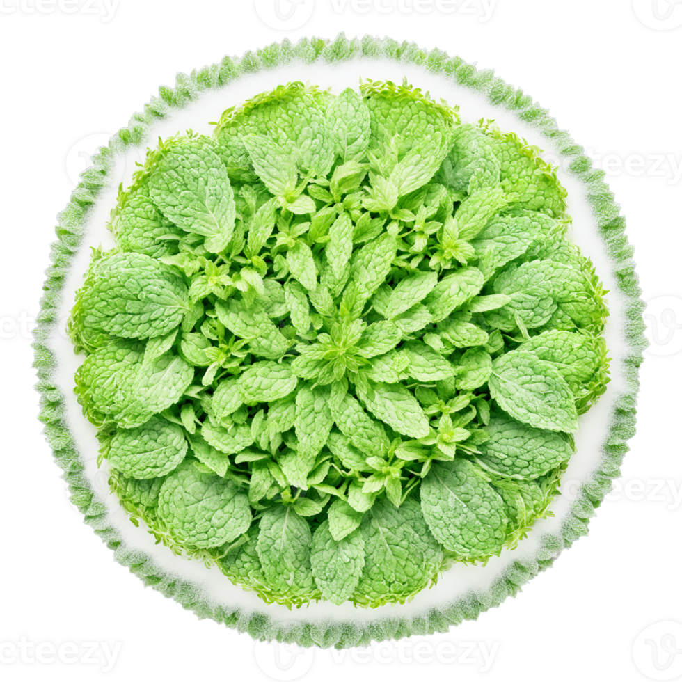Spearmint mandala a refreshing circular pattern of spearmint leaves with powder dusting and steam rising png