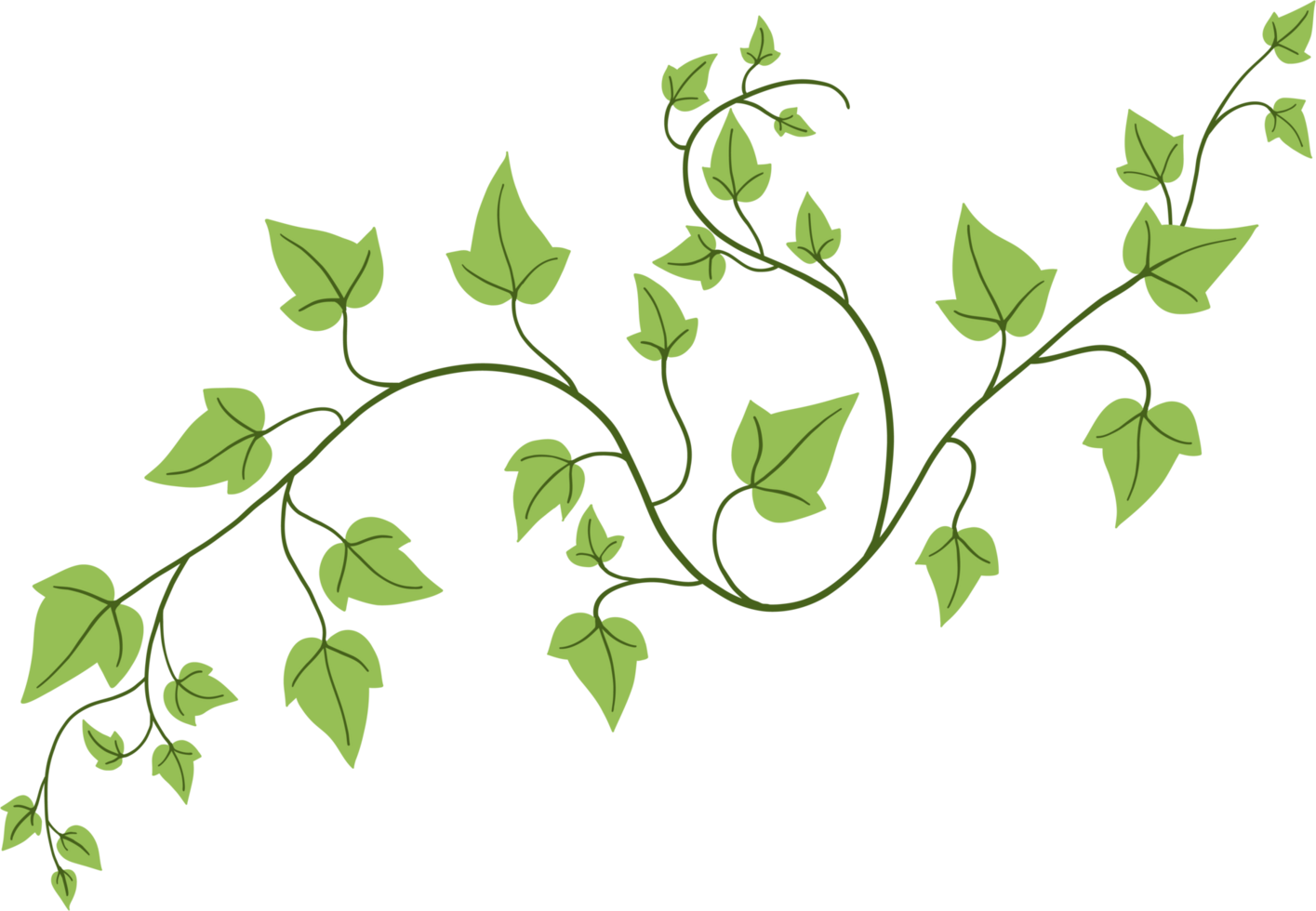 ivy plant drawing illustration. png