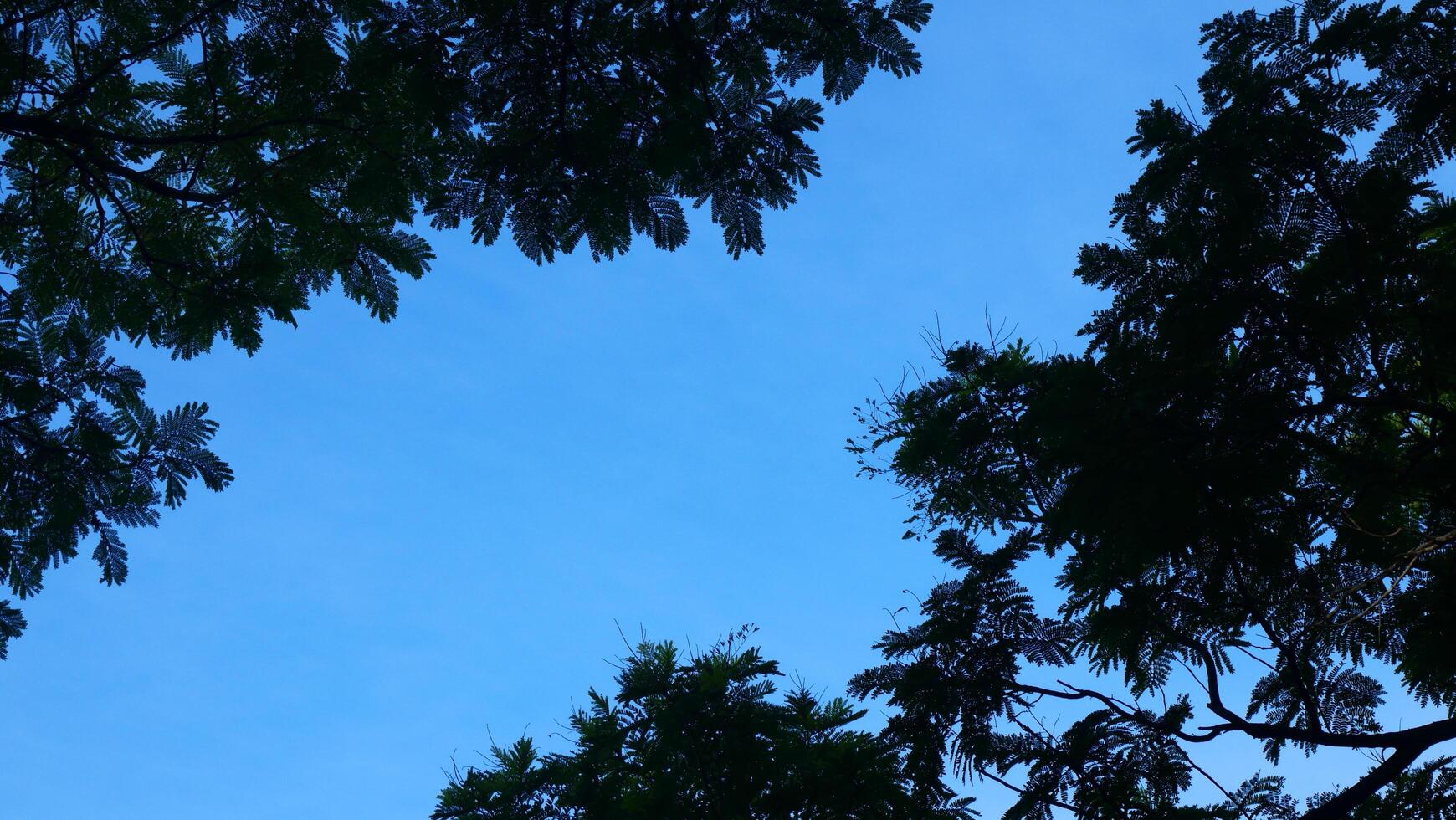 Bright blue sky, white clouds, and beautiful branches and leaves photo