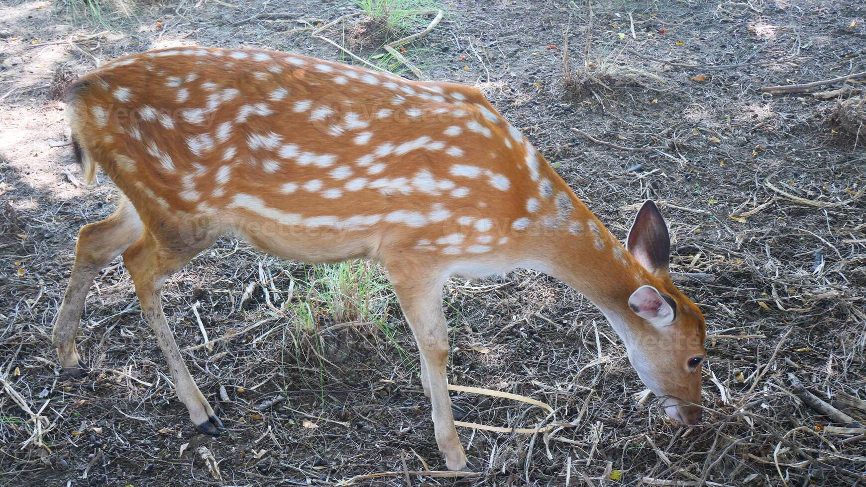 Spotted deer is standing grazing the grass photo