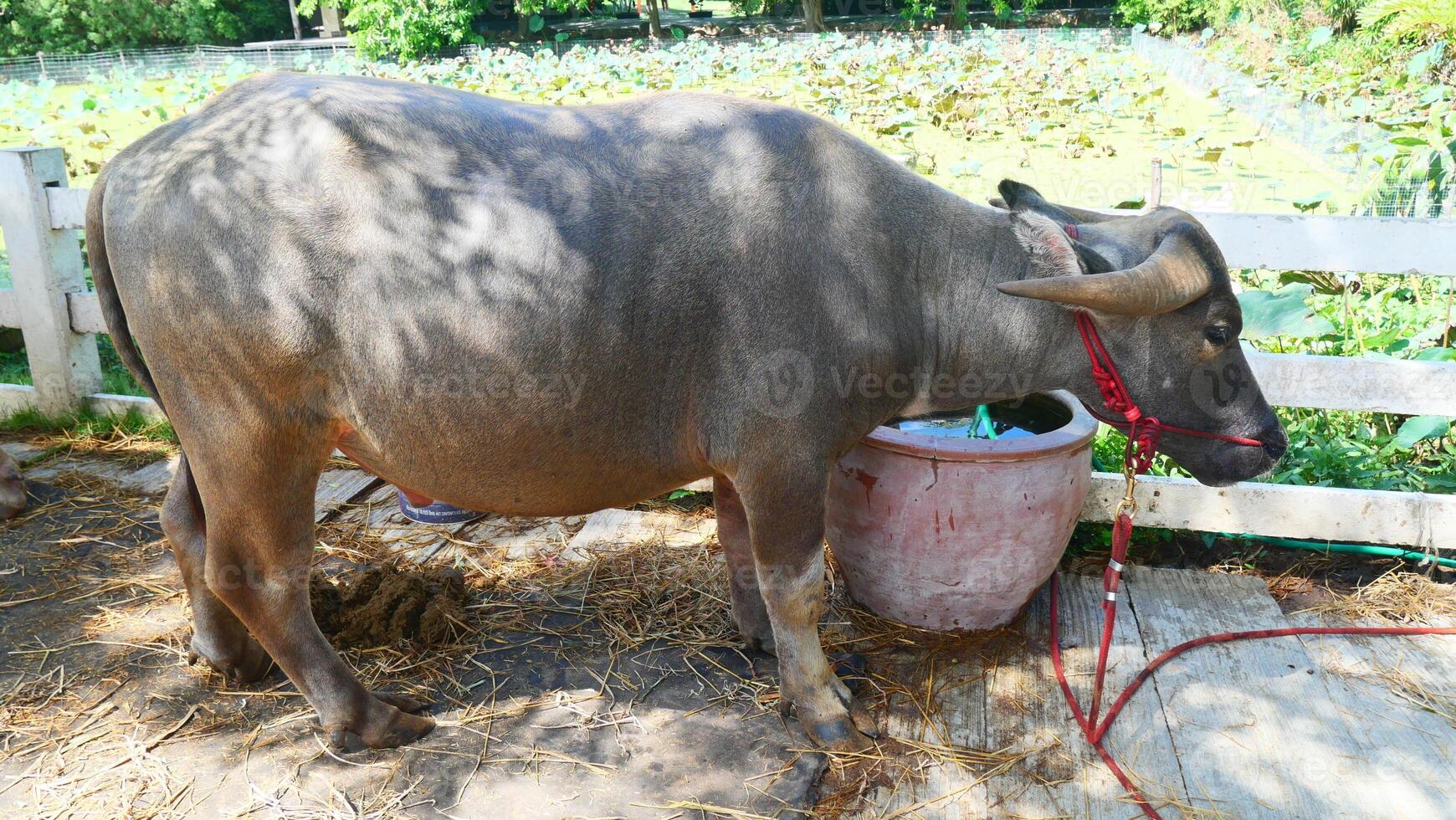 A fat buffalo is standing and eating photo