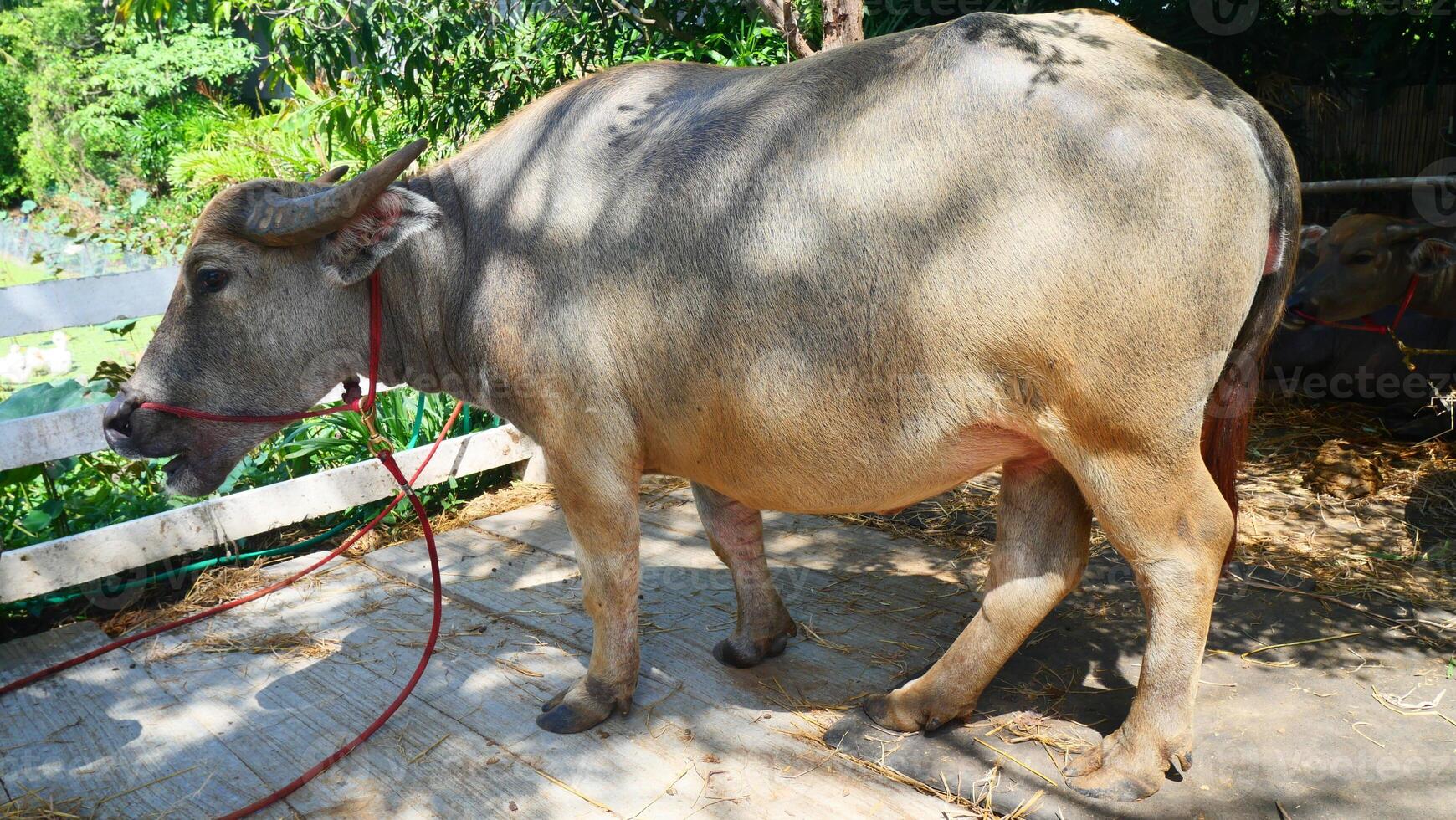 A fat buffalo is standing and eating photo
